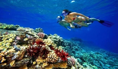 Tiran Snorkeling Excursions in Sharm El Sheikh