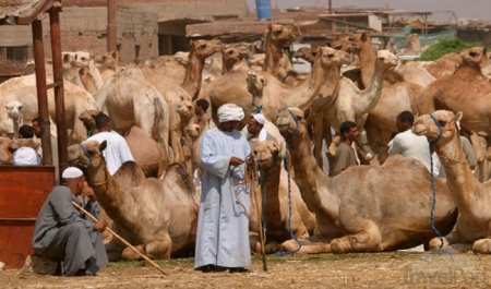Camel market, Cairo excursions