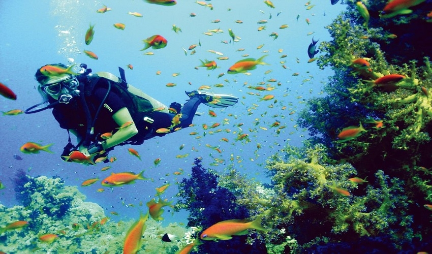 Aqaba Snorkeling Tours in Taba