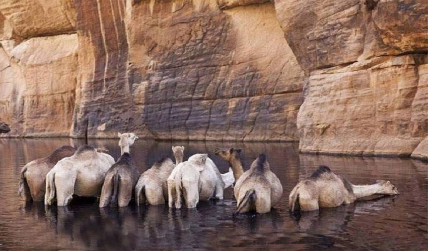 Wadi El Gemal safari in Marsa Alam