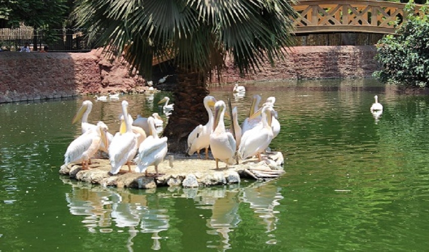 Giza Zoo Day Tour In Cairo
