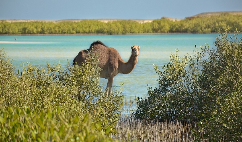 Wadi El Gemal Safari Tours in Marsa Alam