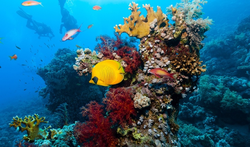 Snorkeling Tours from Sharm El Sheikh Port 