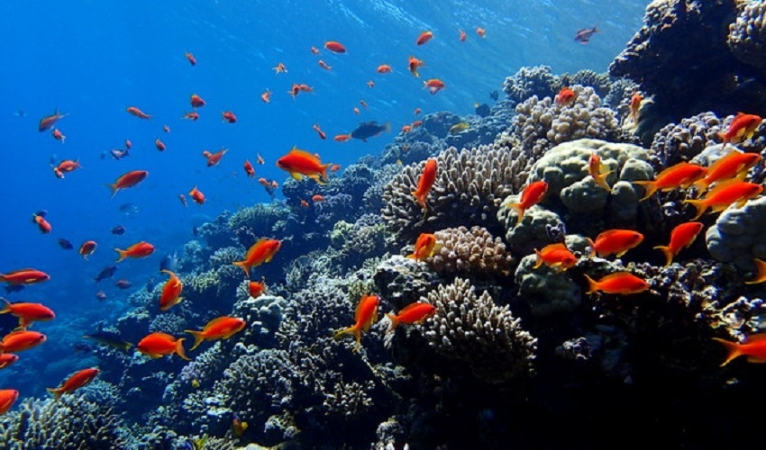 Blue Hole Dahab Snorkeling