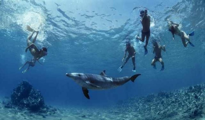 Dolphin reef in Marsa Alam