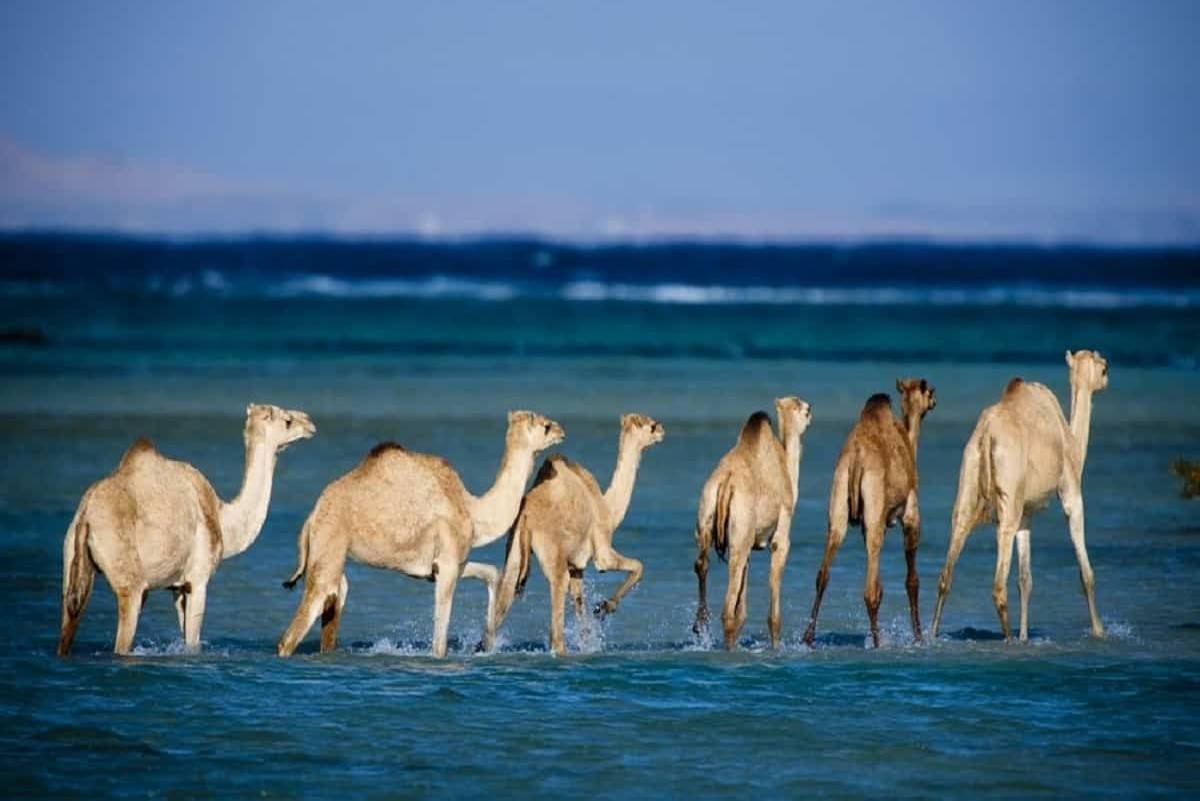 Marsa Alam Holidays - Red Sea Tours