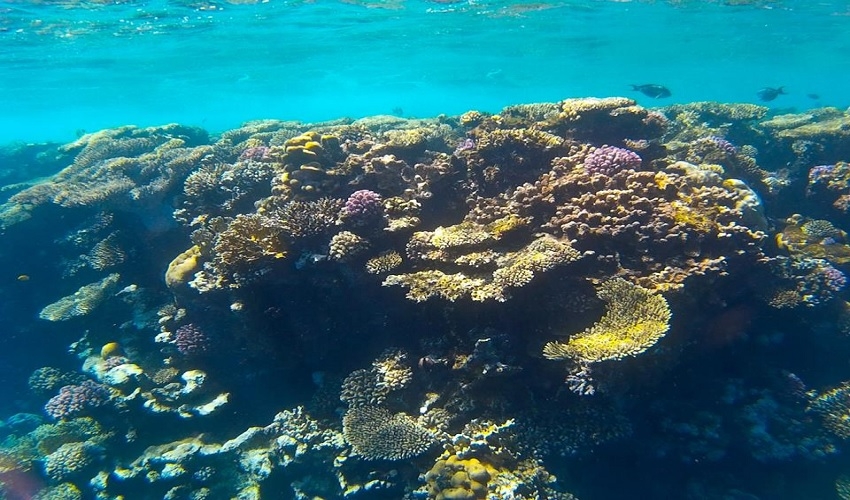 Snorkeling tour in Sharm El Naga, Hurghada excursions