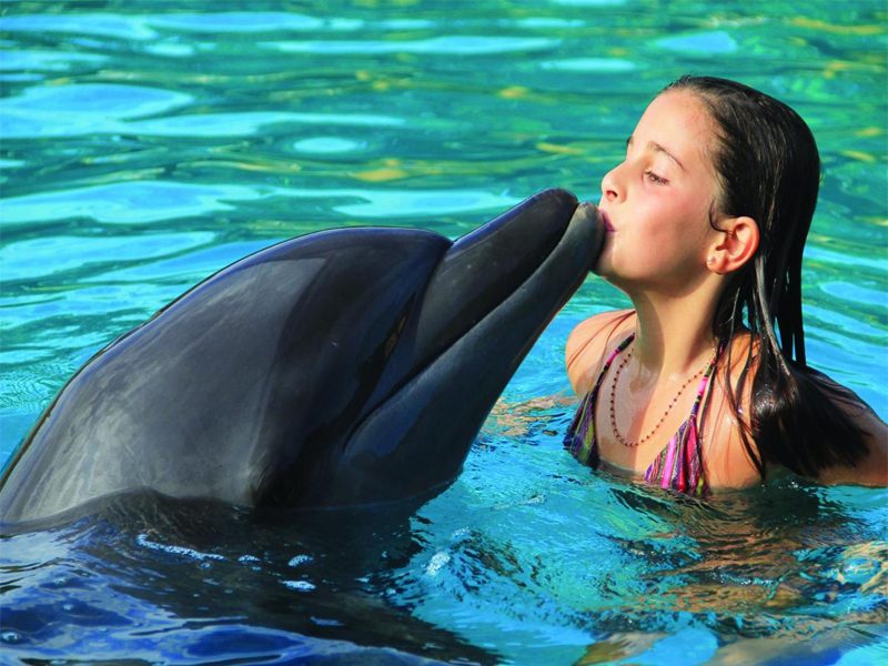 Swim with Dolphin in Sharm El Sheikh