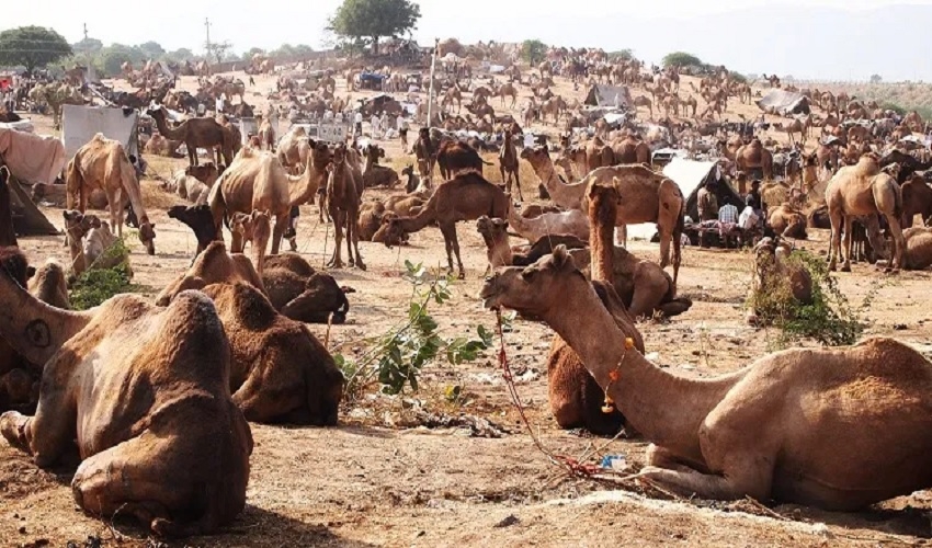 Giza Camel market, Cairo excursuions