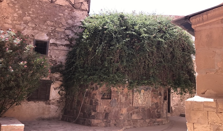 Holy Blackberry Tree, Monastery of St. Catherine from Sharm port