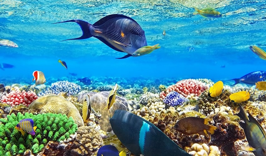 Snorkeling trip in Sharm El Naga, Hurghada excursions