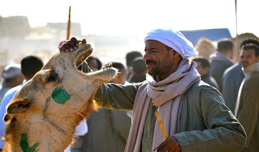 Tour to Camel market in Giza