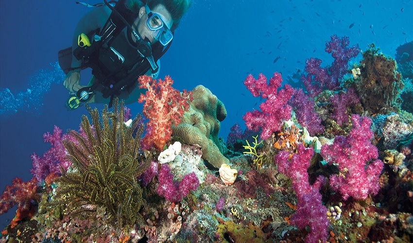 Snorkeling in Sharm El Luli, Marsa Alam