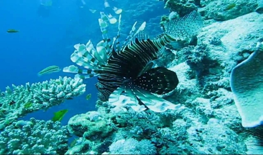 Blue Hole Dahab Snorkeling