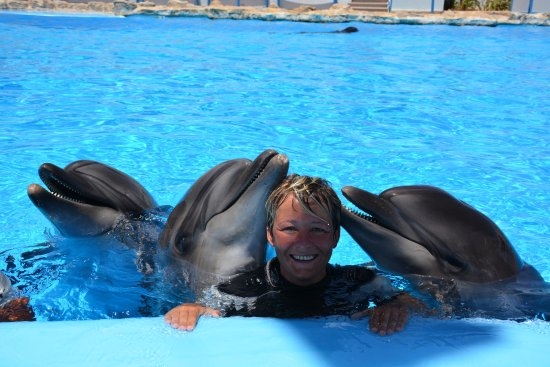 Hurghada Swimming Dolphin
