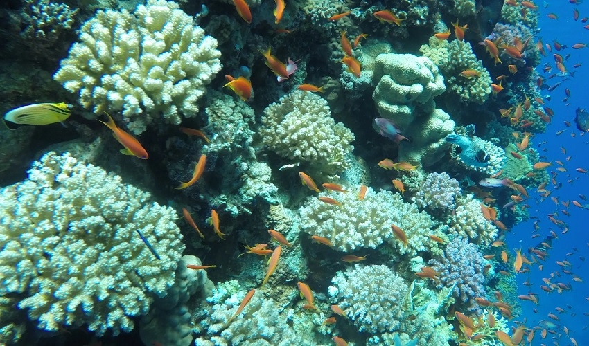 Tiran Snorkeling day tour in Sharm El Sheikh